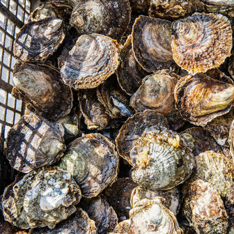 6 stuks Zeeuwse platte oesters